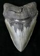 Huge, Serrated Megalodon Tooth - South Carolina #19042-1